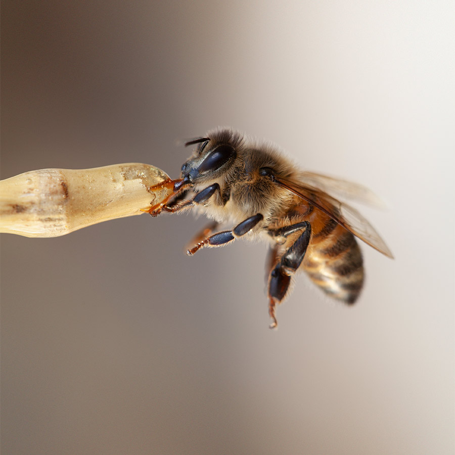 Abeille butinant une fleur - La goutte d'or albigeoise